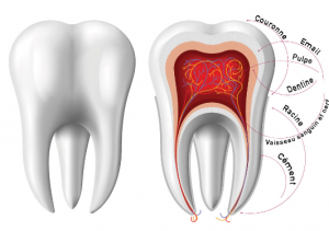 Qu’est-ce que l’endodontie?